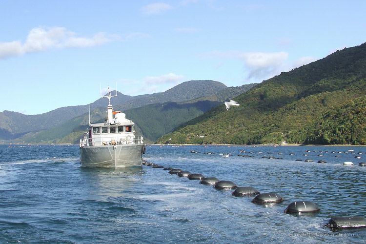 Mussel harvesting in the Marlborough Sounds