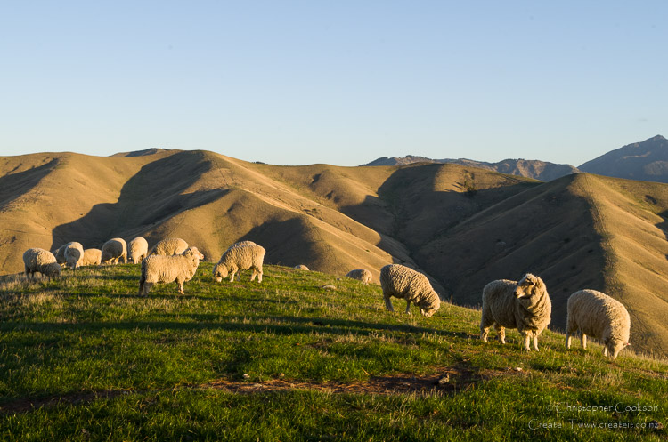 Grazing sheep, Wither Hills Farm Park