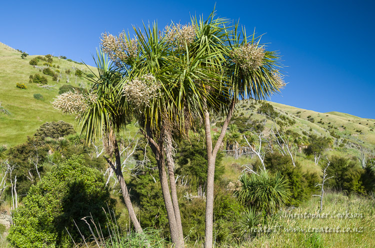 Cabbage trees in flower on the Wither Hills