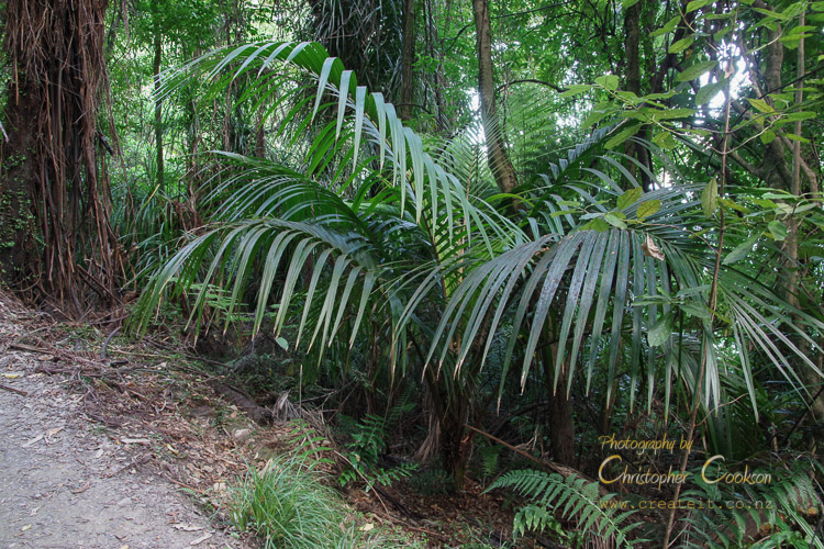 Young nīkau on Queen Charlotte Track