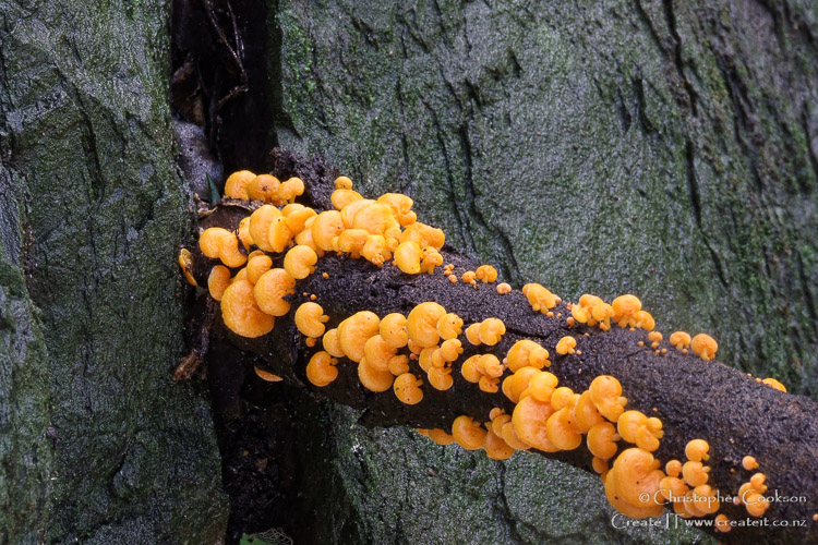 Favolaschia calocera (orange pore fungi) at Rarangi