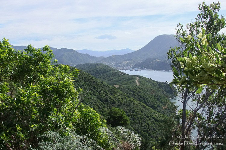 View towards Picton from Snout Walkway
