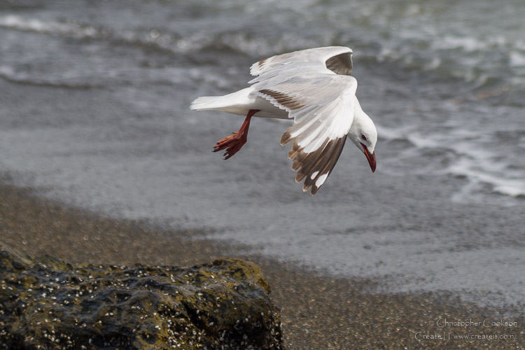 Red billed gull at Marfells Beach