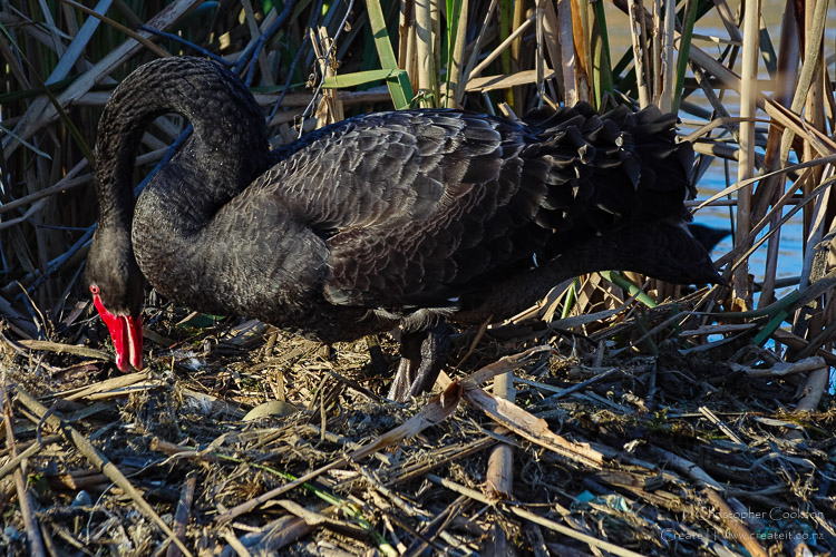 Black swan nesting at Taylor Dam