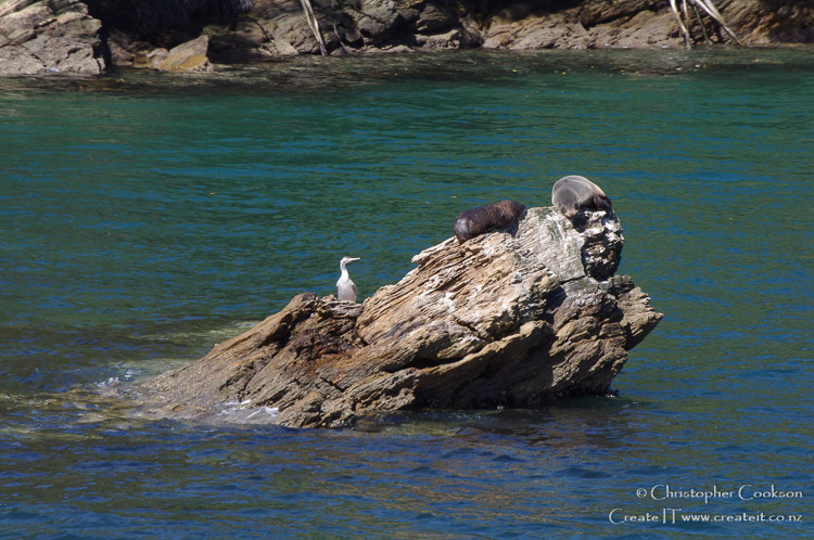 Fur seals basking on a rock in the Marlborough Sounds