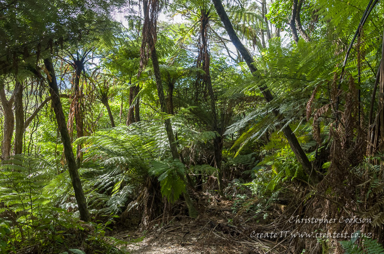 Tree fern forest on the Tirohanga Track