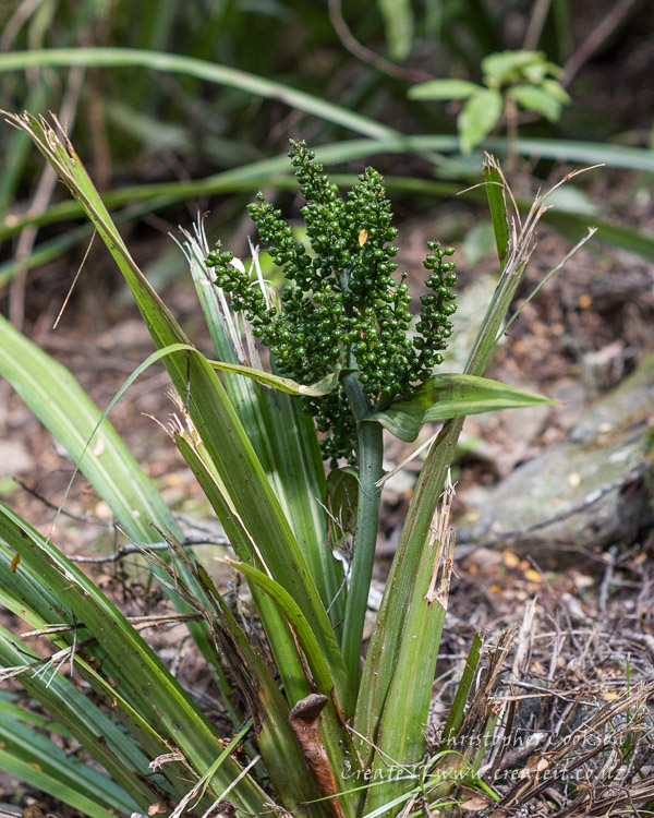 Kakaha, Bush Lily (Astelia fragrans)