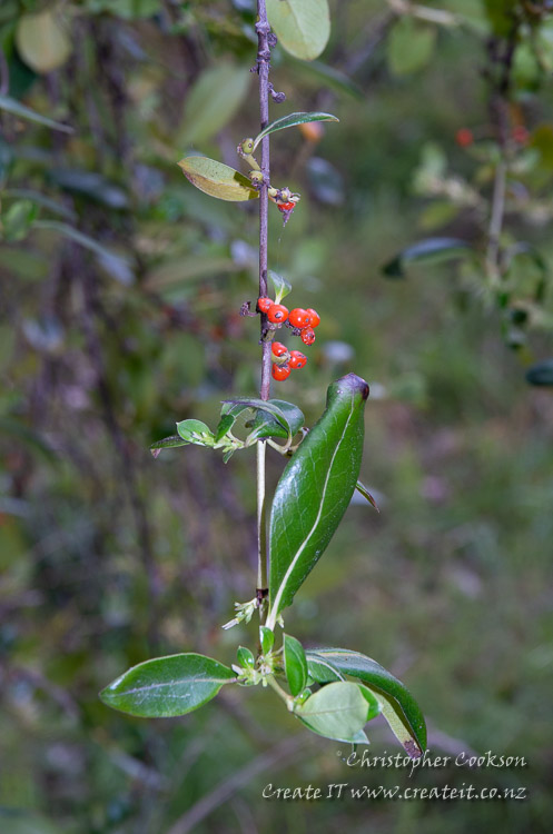 Karamū (Coprosma robusta)