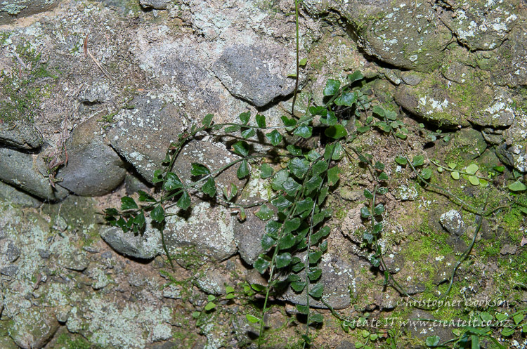 Necklace fern (Asplenium flabellifolium)