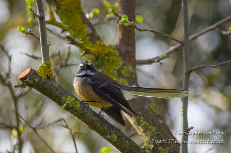 Fantail in Wither Hills Farm Park