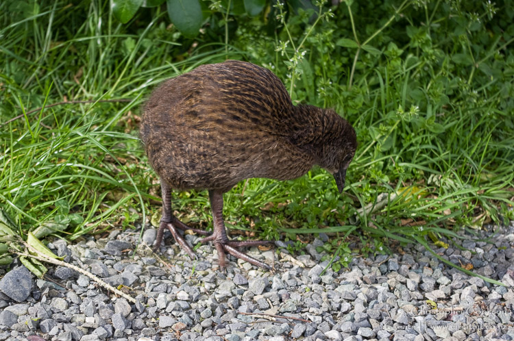 Weka at Cullen Point