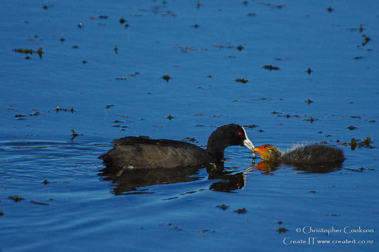 Astralasian Coot adult feeding chick