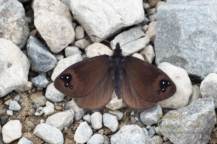Black mountain ringlet butterfly (Percnodaimon merula)