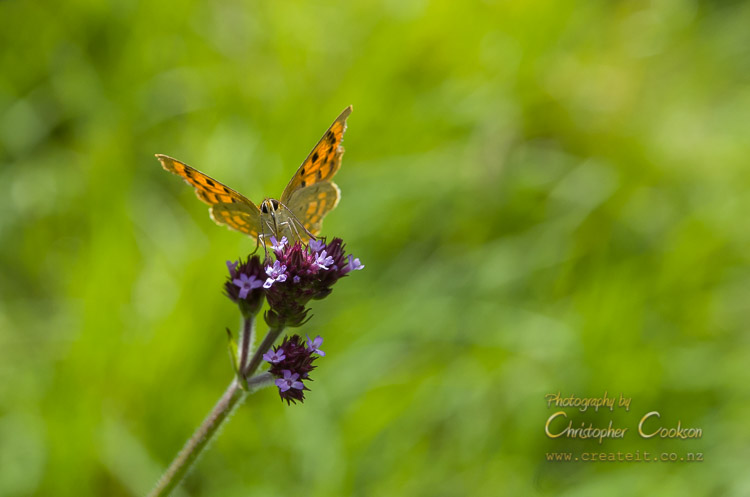 Coastal Copper butterfly in Wither Hills Farm Park