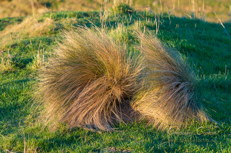 Silver Tussock