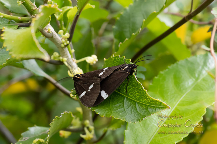 Nyctemera annulata (Magpie moth)
