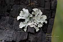 Lichen growing on charred stump from Boxing Day 2000 fire. Climate change will increase risk of fires.