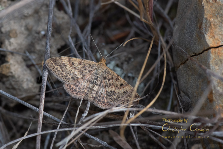 Scopula rubraria (Plantain moth)