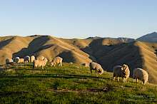 Sheep on the Wither Hills