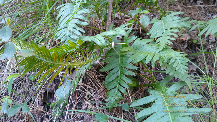 Polypodium vulgare - a pretty looking fern, but something you definitely don't want to find in Marlborough.