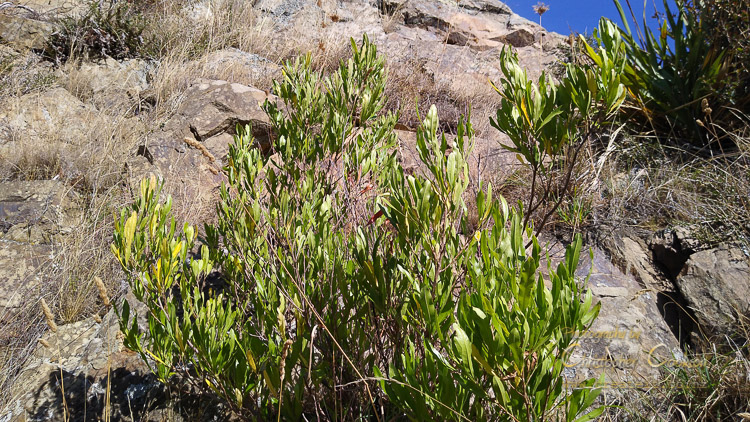 Akeake (Dodonaea viscosa)