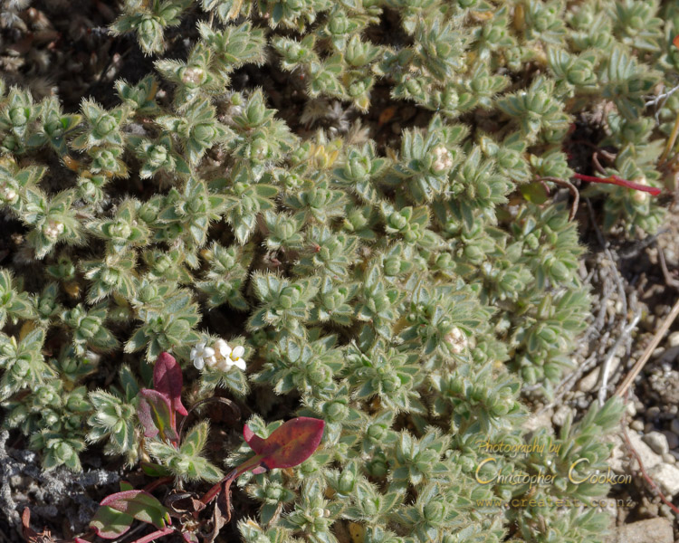 Pimelea mesoa subsp. mesoa