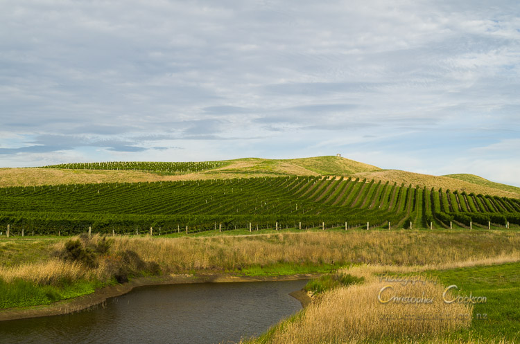 Vineyards and pasture near Ward