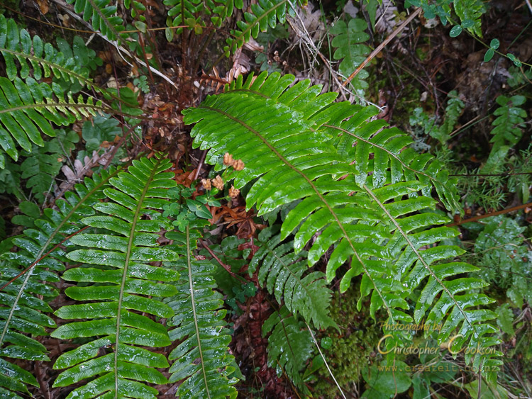 Petipeti/Crown Fern (Lomaria discolor)