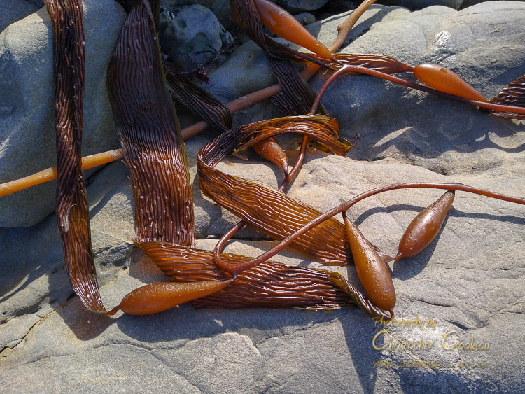 Bladder Kelp (Macrocystis pyrifera)
