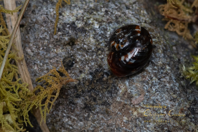 A tiny native snail