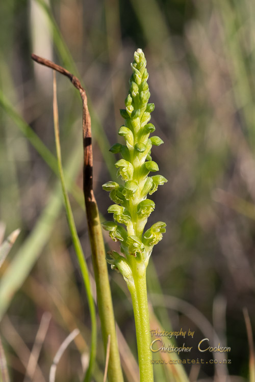 Maikaika/Common onion orchid (Microtis unifolia)