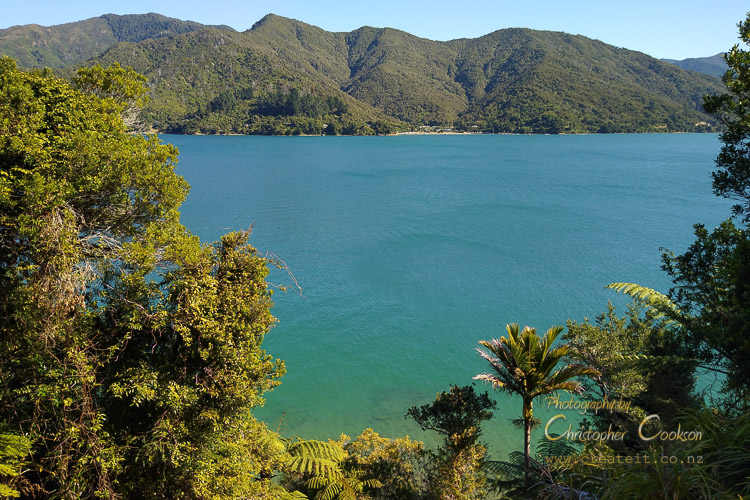A view from Queen Charlotte Track