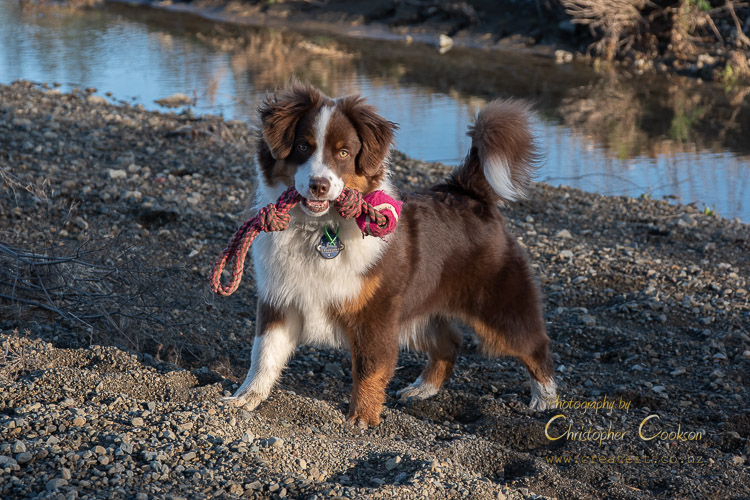 A miniature American shepherd in the Taylor River Reserve