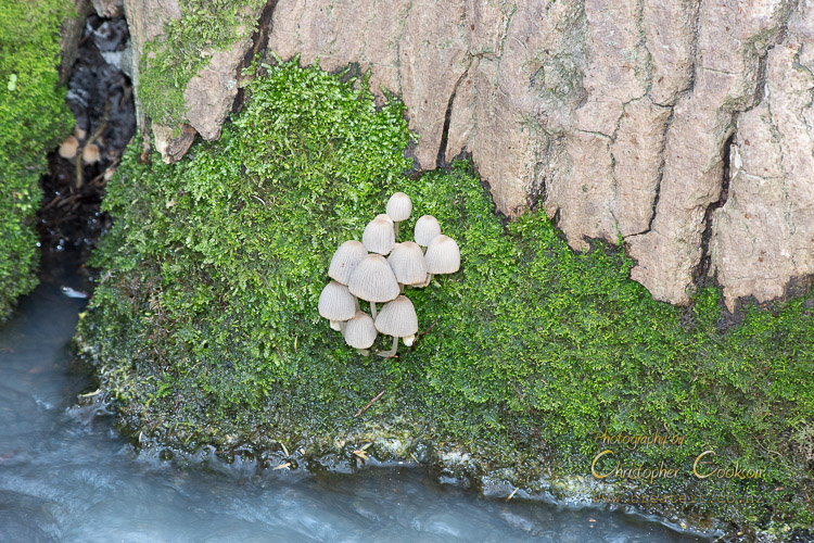 Fungi beside Sutherland Stream