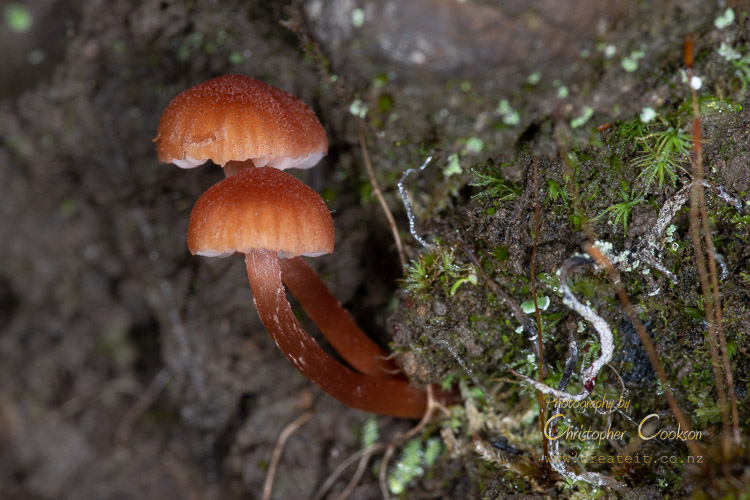 Tiny fungi on a steep bank