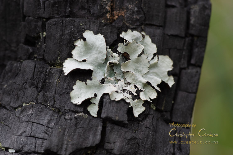 Lichen on charred stump