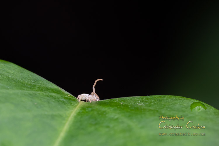A tiny spider on a pohuehue leaf after rain.