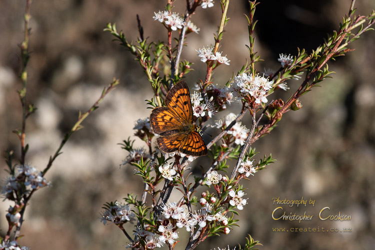 Copper butterfly on mānuka