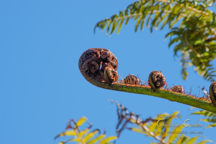 Mamaku tree fern on the Wither Hills