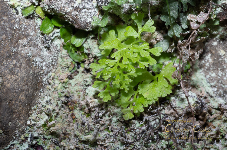 A tiny fern growing alongside a track