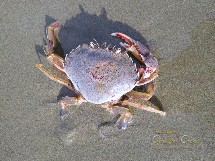 Pāpaka, New Zealand Paddle Crab (Ovalipes catharus)